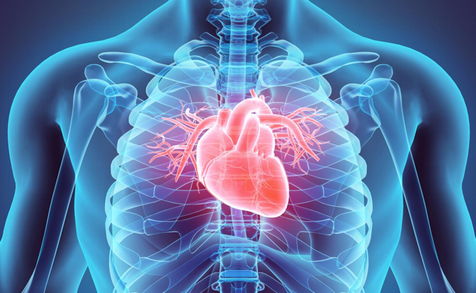 Heart