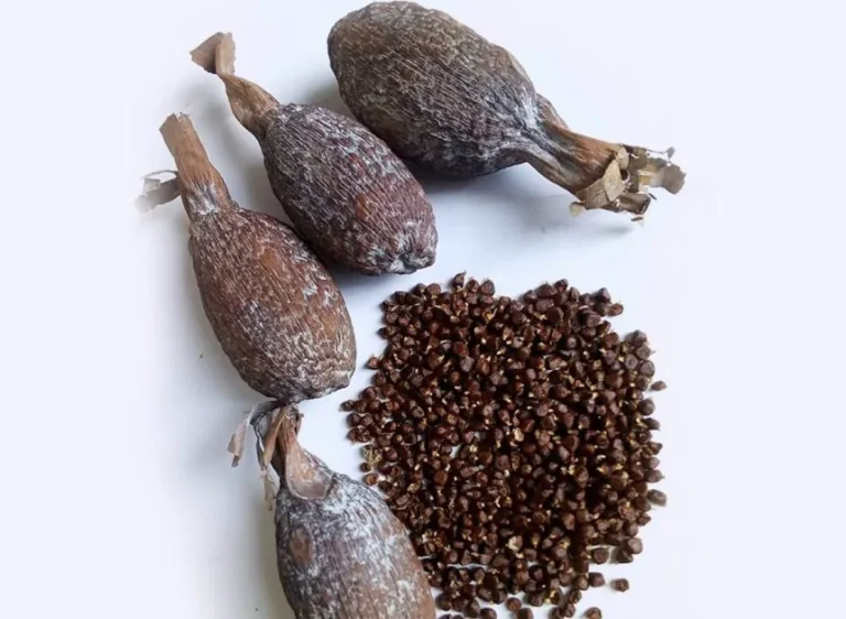 alligator-pepper-860x629.jpg