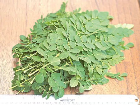 moringa-3.jpg